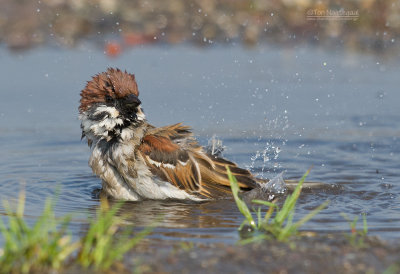 Ringmus - Tree Sparrow - Passer montanus