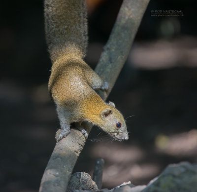 Grijsbuikeekhoorn - Gray-bellied squirrel - Callosciurus caniceps