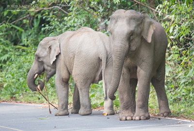 Indische olifant - Indian Elephant - Elephas maximus indicus