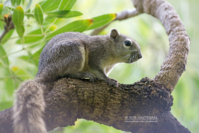 Finlayson klappereekhoorn - Finlayson's squirrel - Callosciurus finlaysonii