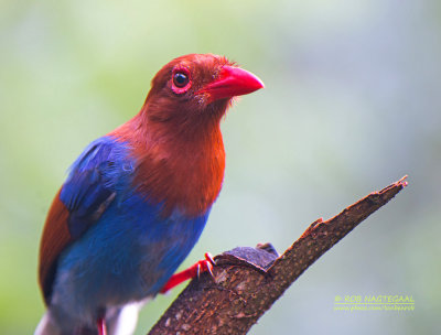 Blauwe Kitta - Sri Lanka Blue-Magpie - Urocissa ornata