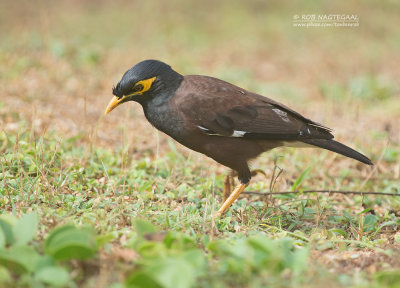 Treurmaina - Common myna - Acridotheres tristis