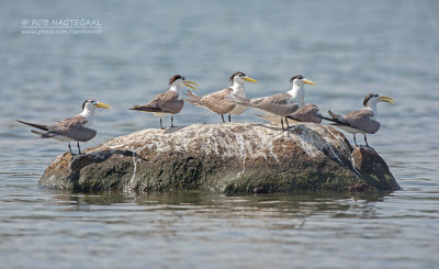 Grote Kuifstern - Great Crested Tern - Thalasseus bergii