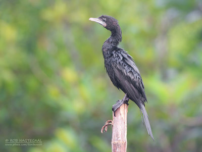Indische Dwergaalscholver - Little Cormorant - Phalacrocorax niger