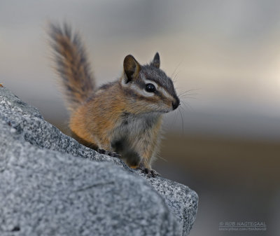 Kleine chipmunk - Least chipmunk - Tamias minimus