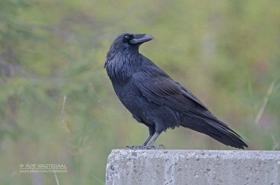 Raaf - Raven - Corvus corax