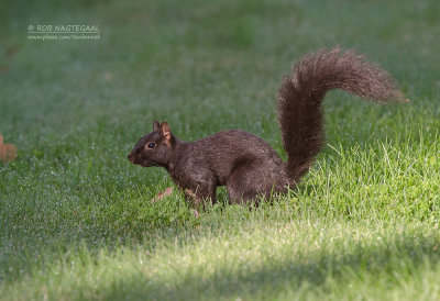 Zwarte eekhoorn  - Black Squirrel - Sciurus niger