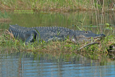 Amerikaanse alligator - American Alligator - Alligator mississippiensis