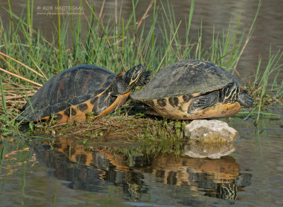 Florida Roodbuikschildpad - Florida Red-bellied Turtle - Chrysemys nelsoni