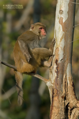 Resusaap - Rhesus macaque  - Macaca mulatt