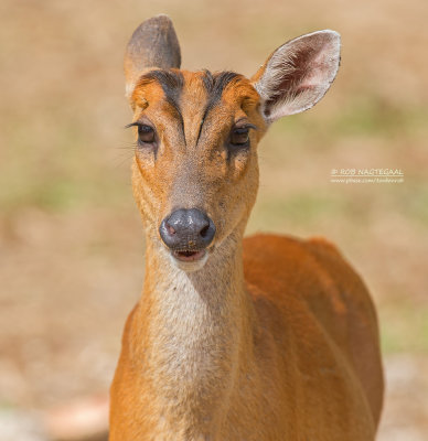 Blaffend Hert - Barking Deer - Muntiacus muntjak