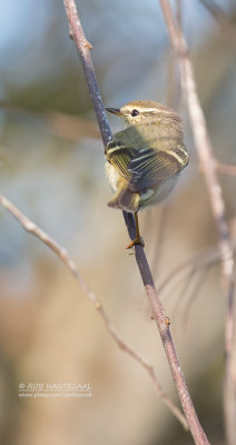 Bladkoning - Yellow-browed Warbler - Phylloscopus inornatus