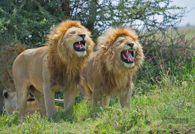 Afrikaanse Leeuw - African Lion - Panthera leo leo