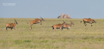 Elandantilope - Common Eland - Taurotragus oryx