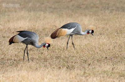 Grijze Kroonkraanvogel - Gray Crowned-Crane - Balearica regulorum