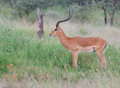 Impala - Impala - Aepyceros melampu