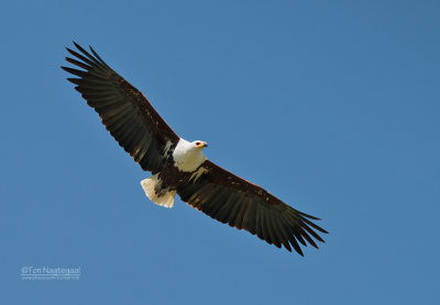 Afrikaanse Zeearend - African Fish-Eagle - Haliaeetus vocifer