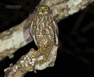 Aziatische Valkuil - Brown Hawk-owl - Ninox scutulata burmanica