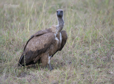 Witruggier - African White-backed Vulture - Gyps africanus
