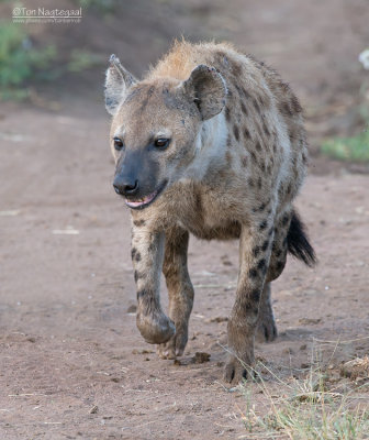 Gevlekte Hyena - Spotted Hyena - Crocuta crocuta