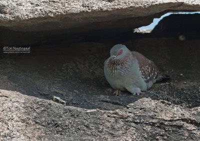  Guineaduif - Speckled Pigeon - Columba guinea