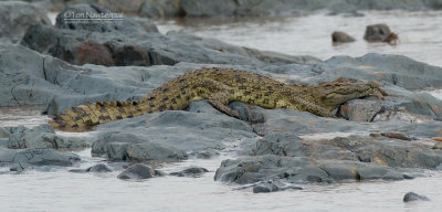 Nijlkrododil - Nilecrocodile - Crocodylus niloticus 