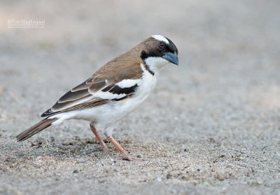 Mahali-wever - White-browed Sparrow Weaver - Plocepasser mahal