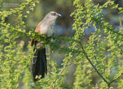 Wenkbrauwspoorkoekoek - White-browed Coucal - Centropus superciliosus