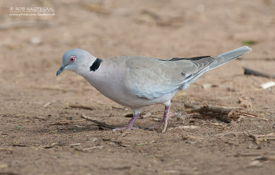 Treurtortel - African Mourning Dove - Streptopelia decipiens