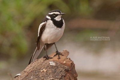 Afrikaanse bonte kwikstaart - African Pied Wagtail - Motacilla aguimp