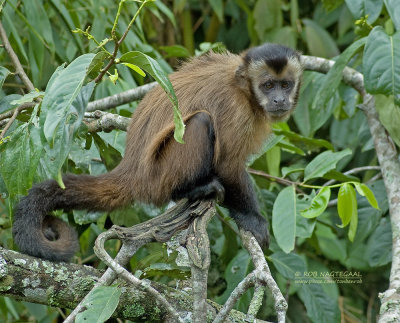 Bruine kapucijnaap - Brown capuchin monkey - Cebus apella