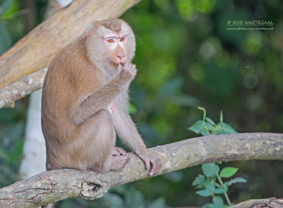 Noordelijke Leeuwmakaak - Northern pig-tailed macaque - Macaca leonina