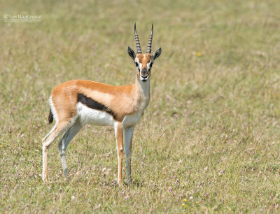 Thomson's Gazelle - Thomsons Gazelle - Eudorcas thomsonii