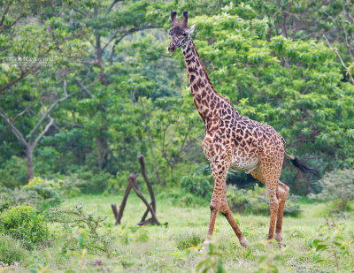 Masai giraf - Masai giraffe - Giraffa camelopardalis tippelskirchi