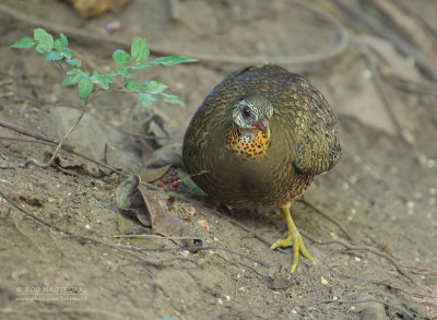 Groenpoot-bospatrijs - Scaly-breasted Partridge - Arborophila chloropus