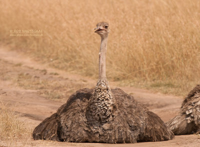 Struisvogel - Ostrich - Struthio camelus massaicus