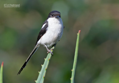 Noordelijke gekraagde klauwier - Northern fiscal -  Lanius humeralis