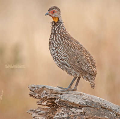 Geelkeelfrankolijn - Yellow-necked Francolin - Francolinus leucoscepus