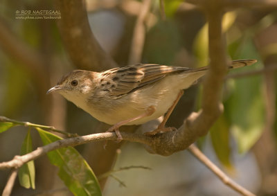 Natalgraszanger - Croaking Cisticola - Cisticola natalensis