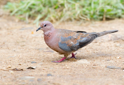 Palmtortel - Laughing Dove - Streptopelia senegalensis