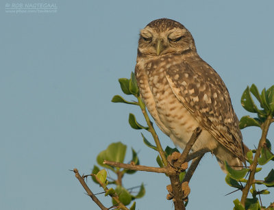Holenuil - Burrowing Owl - Athene cunicularia brachyptera
