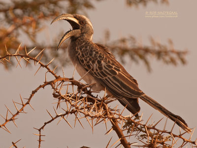 Grijze tok - African grey hornbill - Lophoceros nasutus