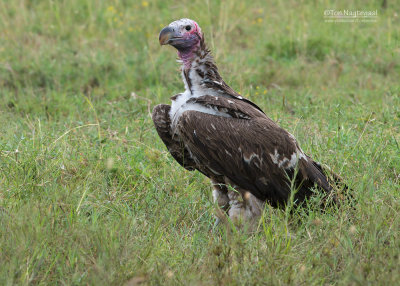  Oorgier - Lappet-faced Vulture - Torgos tracheliotus