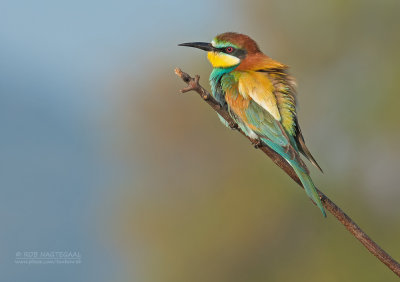 Europese Bijeneter - European Bee-eater - Merops apiaster