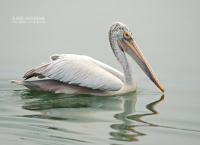 Grijze Pelikaan - Spot-billed Pelican - Pelecanus philippensis