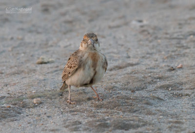 Bruinkapvinkleeuwerik - Fishers Sparrow Lark - Eremopterix leucopareia