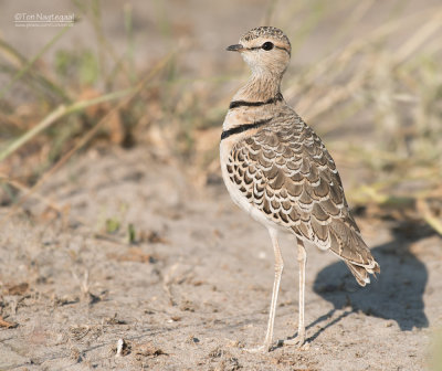 Dubbelbandrenvogel - Double-banded Courser - Smutsornis africanus