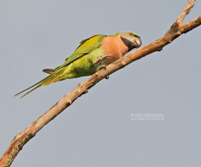 Alexanderparkiet - Red-breasted Parakeet - Psittacula alexandri