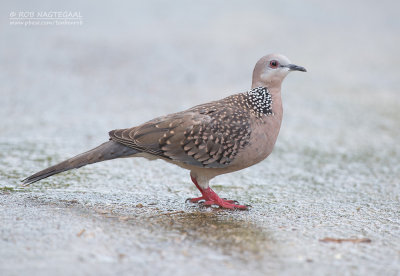 Parelhalstortel - Spotted Dove - Streptopelia orientalis