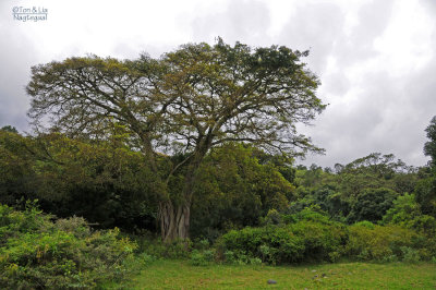 Arusha NP, Tanzania